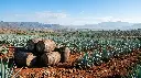 AI Generated Paisaje Mexicano_ Agaves y Barriles de Tequila.webp